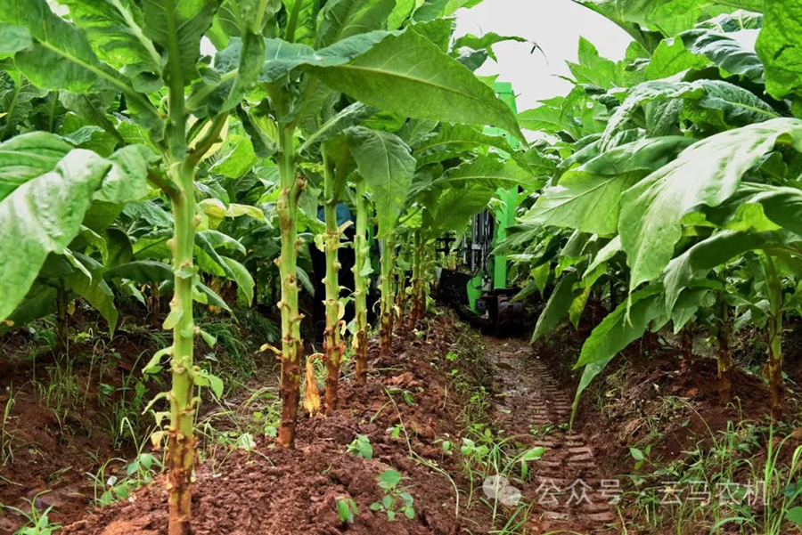 1718613545800104.jpg 20.jpg